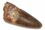Cretaceous Fossil Crocodylomorph Tooth - Morocco #292236-1